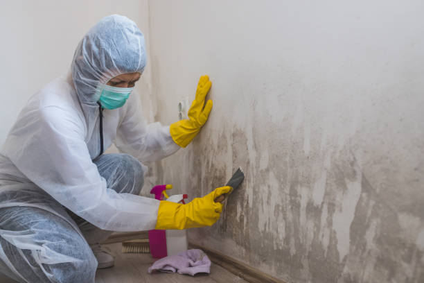 Why You Should Choose Our Mold Remediation Services in Humboldt, TN